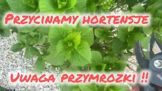 Przycinanie hortensji ogrodowej  ratujemy zmarznięte hortensje  przymrozki [upl. by Holms798]