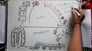 Malaria parasite life cycle in hindi [upl. by Amasa157]