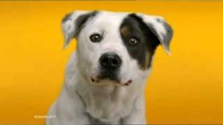 Pedigree Dentastix  Advert [upl. by Bortman417]