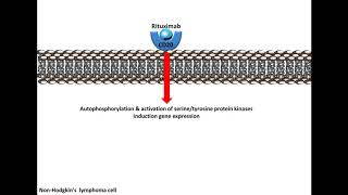 Rituximab  Mechanism of Action [upl. by Chitkara]