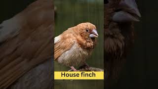 House Finch  Physical Characteristics  Habitat  Diet  Behavior  101 Facts usa animals cute [upl. by Enahsal]