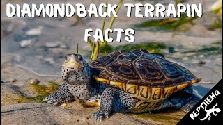 Diamondback Terrapin Facts and Information [upl. by Hesta782]