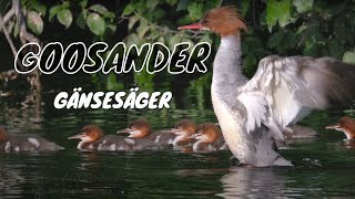 Goosander Mergus merganser ♀ or Merganser with Ducklings [upl. by Vilhelmina]