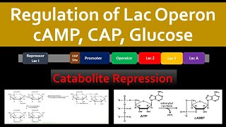 Lac Operon Regulation  Catabolite Repression Role of cAMP CAP amp Glucose [upl. by Tips]