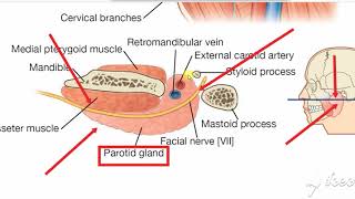 Parotid gland relations 5 [upl. by Pulcheria]