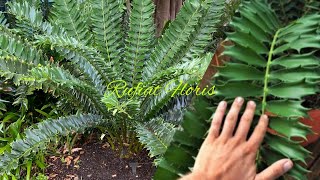 Encephalartos Ferox Tanaman Dari Jaman PurbaAfrican Cycads [upl. by Berkly745]