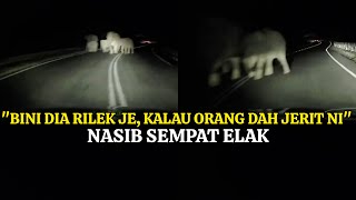 NETIZEN PUJI PEMANDU KERETA INI CEKAP ELAK SEKAWAN GAJAH DI SELEKOH JELIGERIK [upl. by Eanwahs]