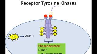 Receptor Tyrosine Kinases  RTK [upl. by Engleman]