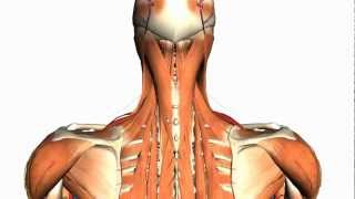 Intermediate and Deep Muscles of the Back  Anatomy Tutorial [upl. by Asiuol]