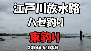 江戸川放水路ハゼ釣り（20240630） [upl. by Ricketts]