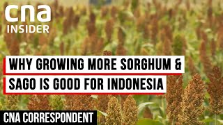 How Indonesia Is Diversifying Its Crop Production For Food Security  CNA Correspondent [upl. by Melia385]