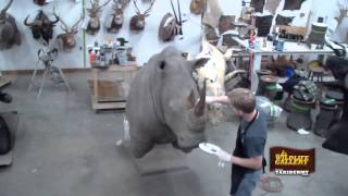 Taxidermy Time Lapse  Rhino [upl. by Alfred]