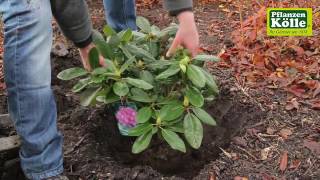 Rhododendron einpflanzen im Garten  PflanzenKölle [upl. by Kier]