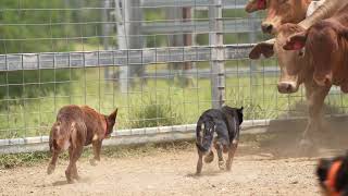 Working Dogs in Action  Australian Working Kelpie  Dogs in Slow Mo  Dogs with Jobs  Muster Dogs [upl. by Nosittam]