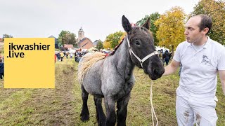 Prijskamp Belgische trekpaarden Merrieveulens 2021 op Dag van het Brabants Trekpaard 2021 Vollezele [upl. by Selhorst648]