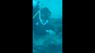 डाइविंग करने वालों का स्वर्ग फुएर्ते वेंतूरा Fuerte Ventura a divers dream [upl. by Caasi768]