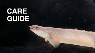 Senegal Bichir Care Guide  polypterus senegalus [upl. by Analos]