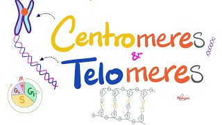 Telomeres Centromeres Telomerase Hererochromatin Euchromatin Histones  Molecular Biology [upl. by Willtrude]