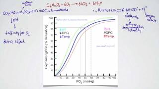 061 The Bohr Effect [upl. by Sasnett]