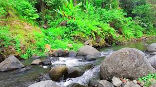 Soothing Water Stream Gentle River Sounds  Tranquil Nature Ambiance for Relaxation and Sleep [upl. by Athalia596]