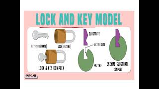 Mechanism of enzyme action Lilac2197 [upl. by Harwill]