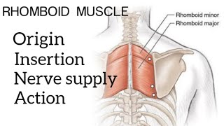 RHOMBOID MINOR amp MAJOR MUSCLE  ORIGIN INSERTION NERVE SUPPLY AND ACTION [upl. by Durrej83]