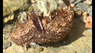 Holothuria sp Sea cucumber from Greece 3 [upl. by Sidney314]