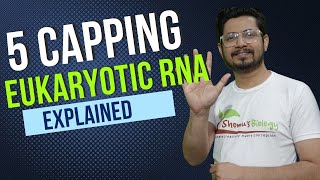 5 prime capping of mrna  eukaryotic mRNA capping  eukaryotic rna processing [upl. by Annaeerb]