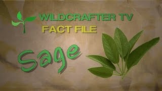 Sage Herb Fact File Uses and Benefits of Sage Herb [upl. by Adirem]