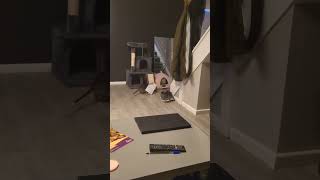 Pouched Rat Steals Important Stuff pouchedrat ratlife ratlove rats pets [upl. by Scarlett135]