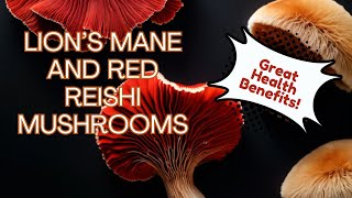 Lions Mane and Red Reishi Mushrooms [upl. by Bille]