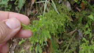 Lycopodium [upl. by Allesig]