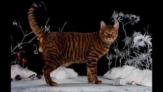 Photos of my cat breed Toyger [upl. by Ress]