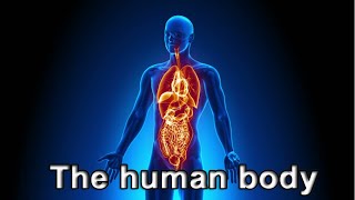 The parts of our human body system [upl. by Northway]