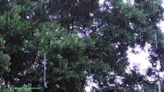 lluvia ultra relajante para dormir Dormir profundo  Lluvia Sonidos 1 Hora [upl. by Hardan933]