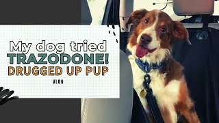 My dog tried TRAZODONE Drugged up PupVLOG [upl. by Redvers]