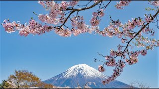 Sayonara 櫻花戀サヨナラ 1957 Theme Song [upl. by Enilaf207]