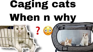 Caging Cats When and Why Its Sometimes Necessary5benefits cats in cage spa grooming cats [upl. by Leandra]