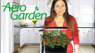 AeroGarden Review  Testing Cool Kitchen Gadgets [upl. by Notecnirp563]