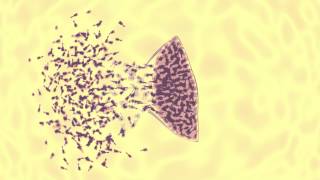 bacteriophage vs ecoli animation [upl. by Hanej]