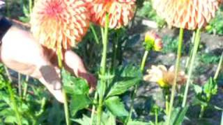 How to Disbud Dahlias by the Dahliaguycom [upl. by Yessej]