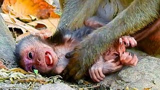 Million Sad But Million Lucky New Born Baby Monkey Just Fell Down From Tree This Morning Survived [upl. by Aniluap]