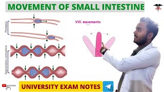 Movement of Small Intestine  Digestive System physiology Nursing DMLT  BMLT  MBBS Lecturer [upl. by Reinnej]