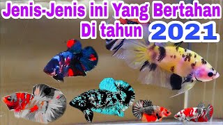 Jenis Ikan Cupang Yang Trend 2021 [upl. by Dorahs918]