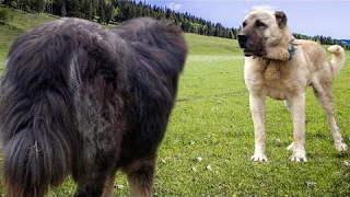 Kangal vs Tibetan Mastiff  Dog Videos Mr Fenley [upl. by Atinar]