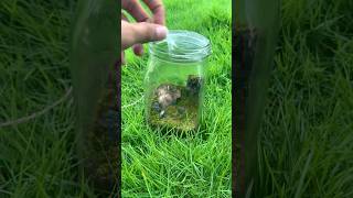 Opening my jar🫙ecosystem after 1 month 🌱 shorts viralshort trending nature ecosystem diy [upl. by Irik801]