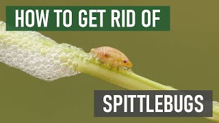 How to Get Rid of Spittlebugs 4 Easy Steps [upl. by Jimmie]