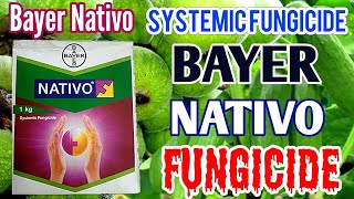 Bayer NATIVO Fungicide  Trifloxystrobin 25  Tebuconazole 50 WG  Nativo fungicide Nativo Price [upl. by Adnirak29]