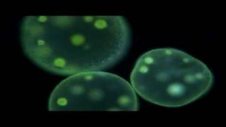 Protists  Biology [upl. by Ayidah]