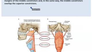 Anatomy of the Pharynx  Dr Ahmed Farid [upl. by Rogers600]